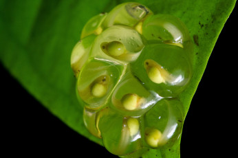 Картинка животные лягушки головастики лист сырость яйца макро