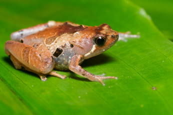 Картинка животные лягушки макро лягушка лист