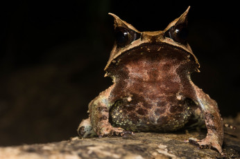 Картинка животные лягушки макро ночь лягушка