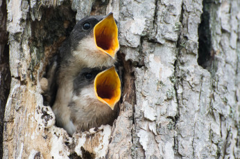 Картинка животные птицы ствол дерево кора гнездо дупло желторотики птенцы