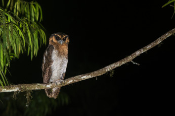 Картинка животные совы взгляд ветка птица сова ночь