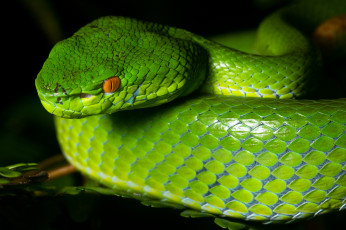 Картинка животные змеи +питоны +кобры взгляд зелёная змея макро