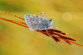 Картинка животные бабочки +мотыльки +моли фон крылья бабочка капли роса утро насекомое усики травинка макро