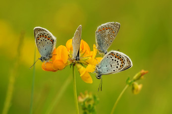 Картинка животные бабочки +мотыльки +моли насекомые травинка крылья фон усики макро