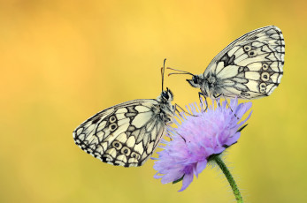Картинка животные бабочки +мотыльки +моли утро макро жёлтый усики крылья фон цветок