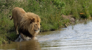 Картинка животные львы лев водопой