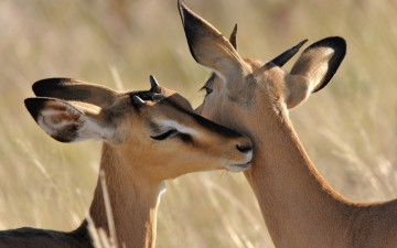 Картинка животные антилопы изящность милые импала чувства