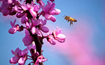 обоя животные, пчелы,  осы,  шмели, пчела, насекомое, полет, весна, ветка, сакура, цветение