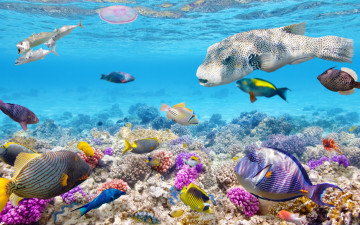 Картинка животные рыбы коралловый риф рыбки coral подводный мир ocean fishes tropical океан world reef underwater