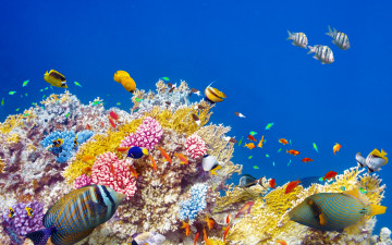 Картинка животные рыбы коралловый риф рыбки океан ocean подводный мир world underwater fishes tropical reef coral