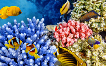 Картинка животные рыбы океан рыбки подводный мир ocean fishes коралловый риф underwater tropical reef coral world