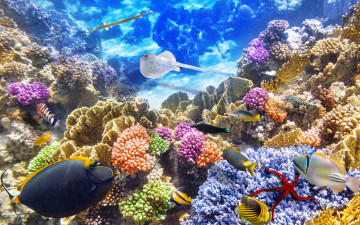 Картинка животные рыбы рыбки океан подводный мир ocean underwater world coral reef tropical fishes коралловый риф