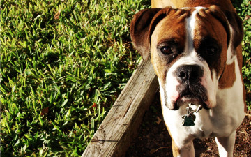 Картинка животные собаки боксер взгляд трава пес собака