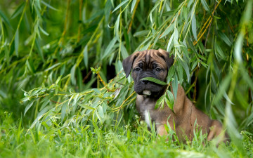 Картинка животные собаки кане-корсо трава верба ива щенок