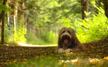 Картинка животные собаки лес пёс собака бородатый колли