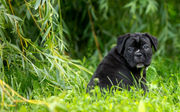 Картинка животные собаки щенок кане-корсо трава верба ива