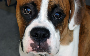 Картинка животные собаки собака боксер морда голова взгляд