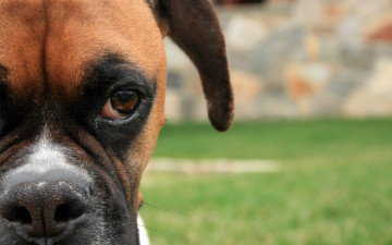 Картинка животные собаки собака боксер взгляд глаз ухо нос морда
