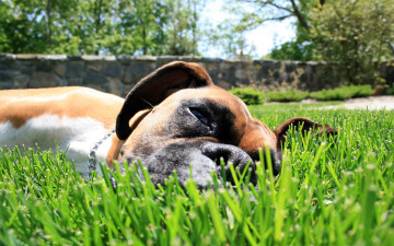 Картинка животные собаки собака пес боксер трава луг отдых