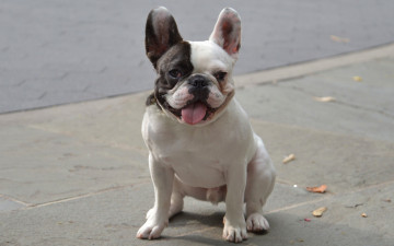 Картинка животные собаки собака смешной пёсик язык французский бульдог
