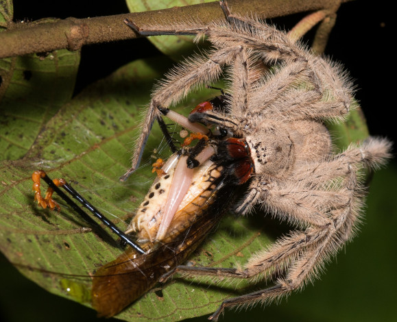 Обои картинки фото животные, пауки, хищник, добыча, кузнечик, лист, паук, макро, трапеза