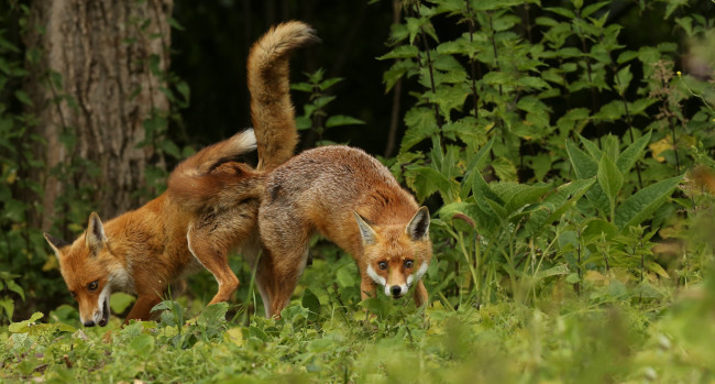 Обои картинки фото животные, лисы, лисички