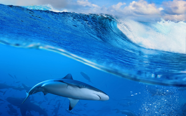 Обои картинки фото животные, акулы, sky, sea, blue, ocean, wave, splash, океан, море, волна, вода
