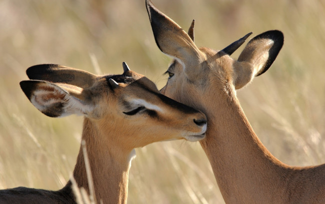 Обои картинки фото животные, антилопы, изящность, милые, импала, чувства