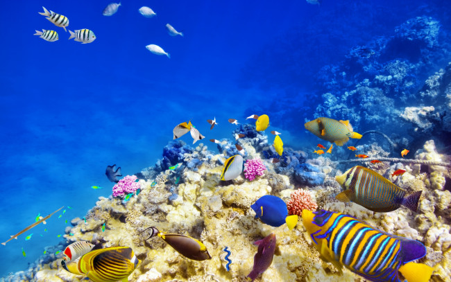 Обои картинки фото животные, рыбы, коралловый, риф, ocean, fishes, coral, world, underwater, океан, рыбки, подводный, мир, tropical, reef