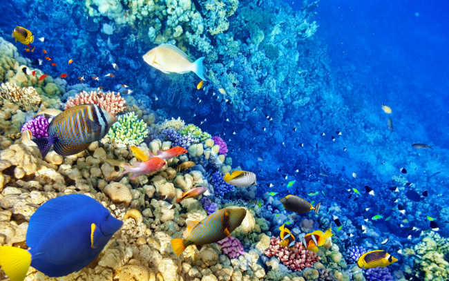 Обои картинки фото животные, рыбы, коралловый, риф, океан, рыбки, подводный, мир, ocean, fishes, tropical, reef, coral, world, underwater