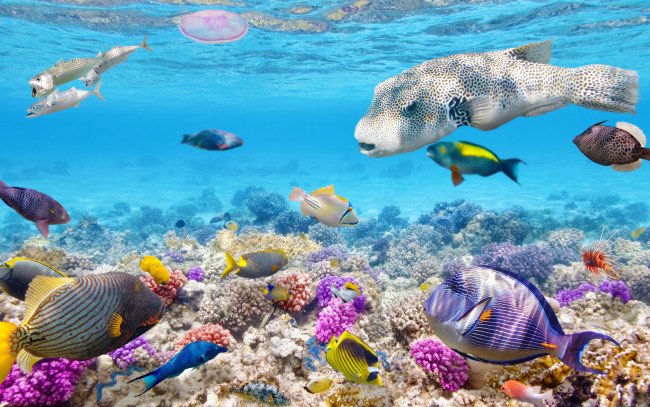 Обои картинки фото животные, рыбы, коралловый, риф, рыбки, coral, подводный, мир, ocean, fishes, tropical, океан, world, reef, underwater