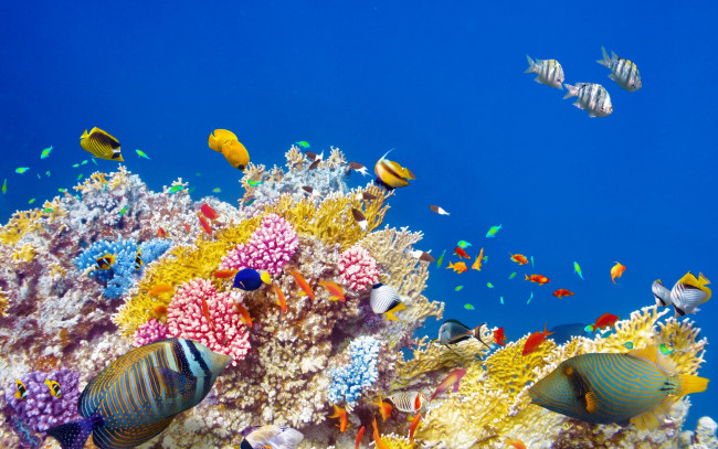 Обои картинки фото животные, рыбы, коралловый, риф, рыбки, океан, ocean, подводный, мир, world, underwater, fishes, tropical, reef, coral