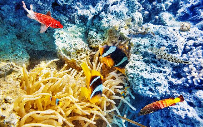 Обои картинки фото животные, рыбы, коралловый, риф, world, underwater, океан, рыбки, подводный, мир, ocean, fishes, tropical, reef, coral