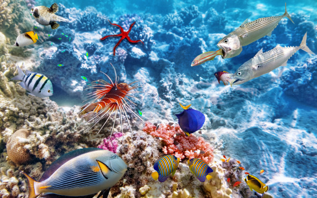 Обои картинки фото животные, рыбы, ocean, fishes, tropical, reef, coral, world, океан, коралловый, риф, рыбки, underwater, подводный, мир