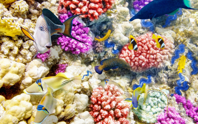 Обои картинки фото животные, рыбы, ocean, fishes, tropical, reef, подводный, мир, world, underwater, coral, коралловый, риф, океан, рыбки