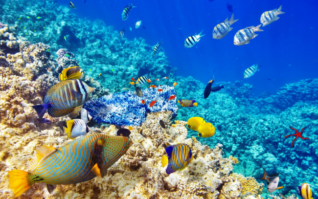 Обои картинки фото животные, рыбы, океан, рыбки, fishes, tropical, underwater, world, coral, reef, коралловый, риф, подводный, мир, ocean