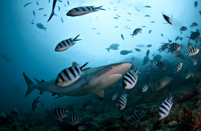 Обои картинки фото животные, разные вместе, акула, океан