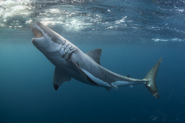 Обои картинки фото great white shark, животные, акулы, океан, челюсти, акула