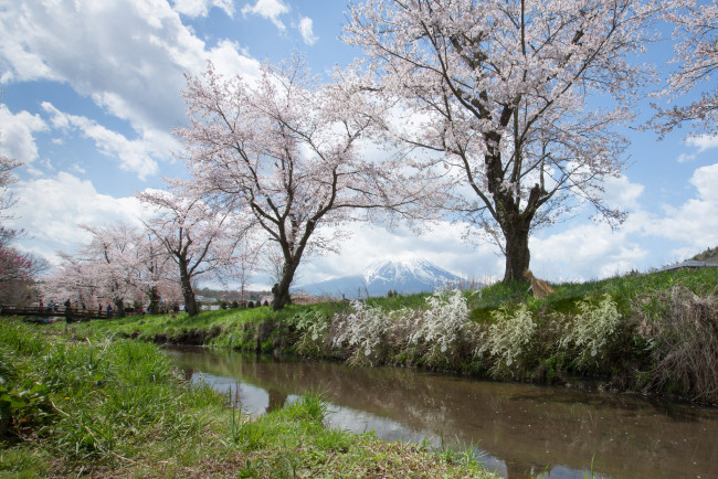 Обои картинки фото природа, парк, деревья, весна, река, небо