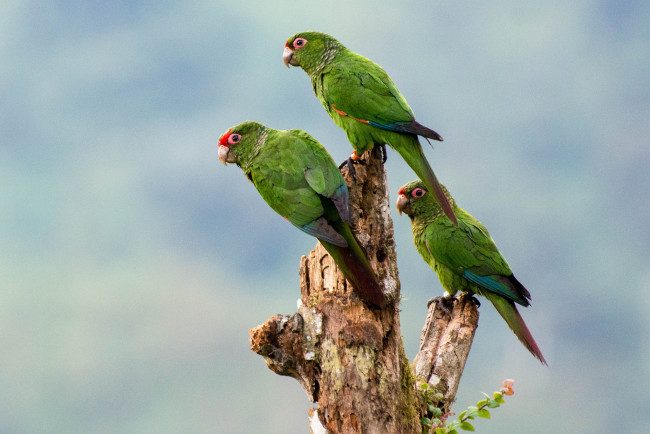 Обои картинки фото животные, попугаи, трио, зелёные, небо, птицы