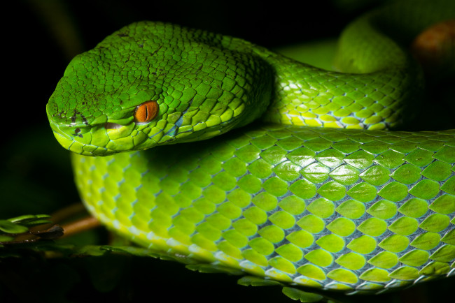 Обои картинки фото животные, змеи,  питоны,  кобры, взгляд, зелёная, змея, макро
