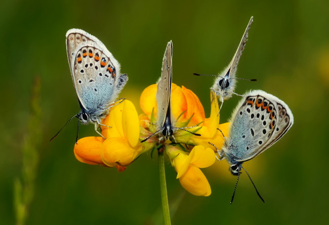 Обои картинки фото животные, бабочки,  мотыльки,  моли, макро, цветы, крылья