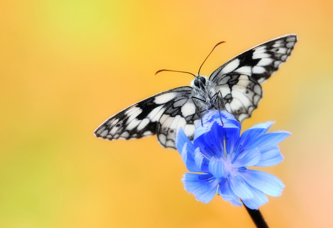 Обои картинки фото животные, бабочки,  мотыльки,  моли, крылья, макро, бабочка, усики, цветок, фон