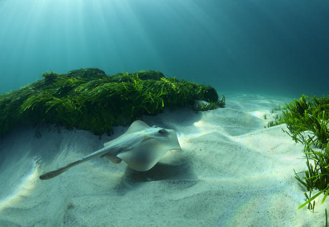Обои картинки фото sting ray at bronte beach, животные, морская фауна, скат, океан