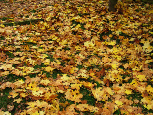 обоя природа, листья, кленовые, осень, листопад