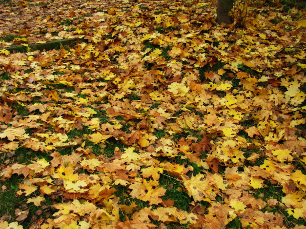 Обои картинки фото природа, листья, кленовые, осень, листопад