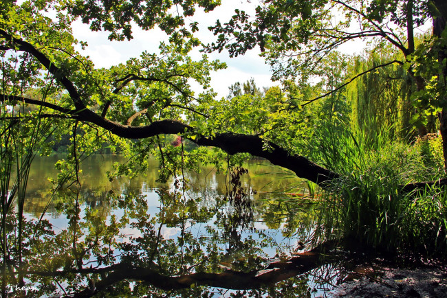 Обои картинки фото природа, реки, озера, деревья, упавшие, лето, река