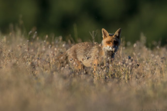 Картинка животные лисы шкура животное опасна окрас лиса
