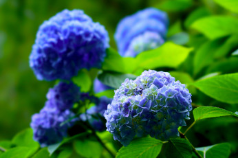Картинка цветы гортензия petals flowers blue splendor hydrangea пышность лепестки цветки голубая