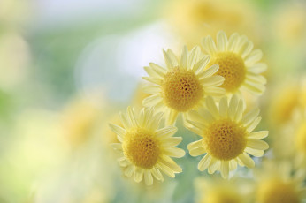 Картинка цветы хризантемы боке жёлтые макро